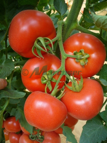 SEMINTE DE TOMATE SI SEMINTE DE PEPENI