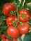 SEMINTE DE TOMATE SI SEMINTE DE PEPENI