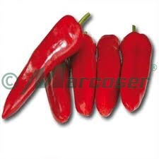 Reducere 10% la semințele de ardei capia Campari F1 și Bobita F1