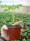 Răsaduri profesionale de tomate și ardei pentru solar