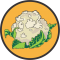 Seminte de conopida