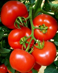 Inducerea maririi fructelor si coacerea la tomate