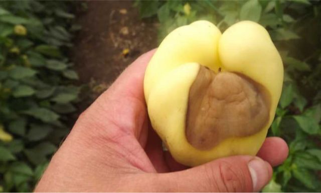 Carenta de calciu la legume