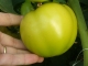 Tolin F1 3