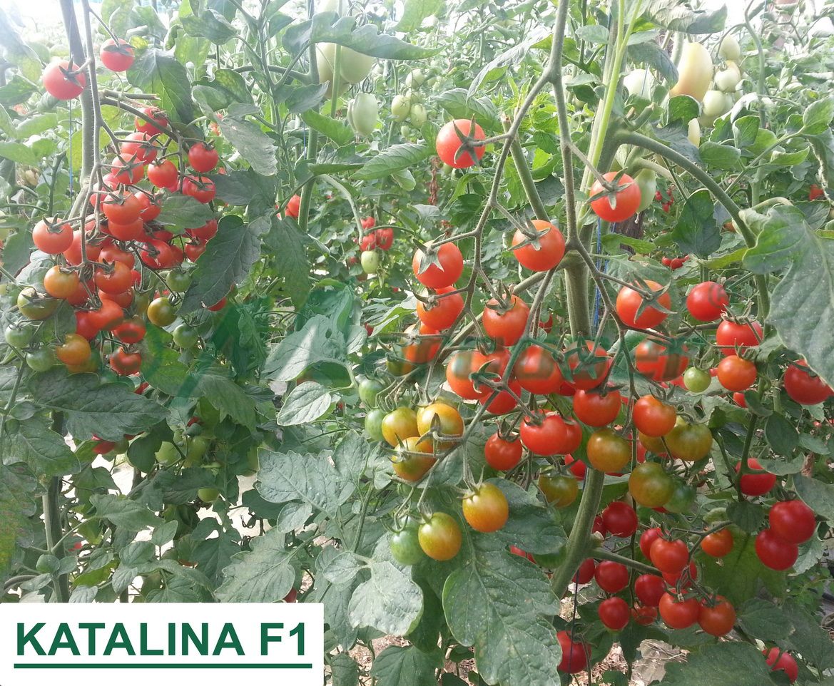 katalina-f1-seminte-de-tomate-cherry-rosii-extratimpurii
