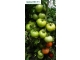 Qualitet F1