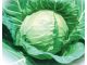 Delight Ball F1