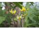Efect Floramec tomate