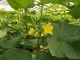 Efectul combinat al aplicarii AGRUNUTRIENTILOR (Salwax, Sprintene, Alcaplant, Floramec, Greenup, Agropotasion si Agroxilato-K) asupra castravetilor extratimpurii in solarii