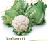 Korlanu F1