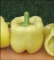 BELLADONNA F1 (Fidelio)