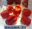 MAGMA F1