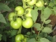 Lady Rosa F1