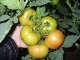 Lady Rosa F1