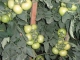 Lady Rosa F1