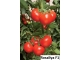 ROSALIYA F1