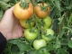 Tehnologie de cultura pentru tomate - ciclul I