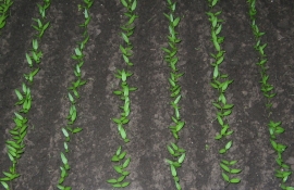 Rasad de ardei gras produs in rasadnita pe pat germinativ cu substrat de turba