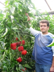 Cultura profesionala de ardei gras rosu adaptata la conditiile din Romania