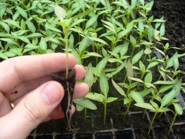 Rasaduri de ardei de repicat produse in tavi alveolare 
