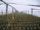 Ardei gras extratimpuriu transplantat in solar cu folie termica