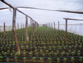 Ardei gras extratimpuriu transplantat in solar cu folie termica
