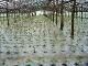 Ardei gras transplantat in solar cu folie de mulcire transparenta