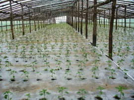 Ardei gras transplantat in solar cu folie de mulcire transparenta