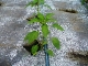 Instalarea sistemului de irigare prin picurare sub folia de mulcire