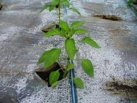 Instalarea sistemului de irigare prin picurare sub folia de mulcire