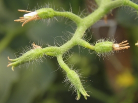 Flori de tomate uscate, inainte de cadere