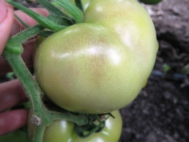 Putregaiul inelar al tomatelor pe interior (Inside Blossom end Rot, Iber) vedere exterioara