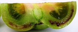Leziuni interne cauzate de Iber la fructele de tomate
