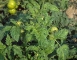 Virusul Mozaicului Tomatelor