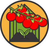 Seminte de tomate cherry