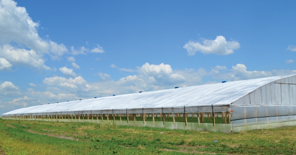 Folie de acoperire sere si solarii