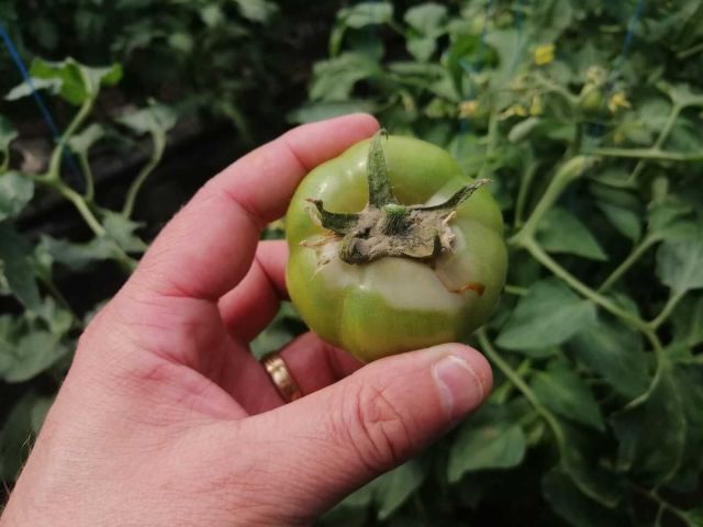 Putregai cenusiu (Botrytis cinerea) la fructele de tomate