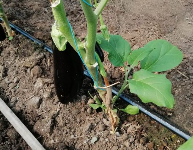 Atacul putregaiului cenusiu (Botrytis cinerea) in cultura de vinete