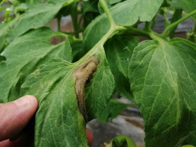 Putregaiul cenusiu (Botrytis cinerea) faciliteaza avortarea la fructele de castraveti
