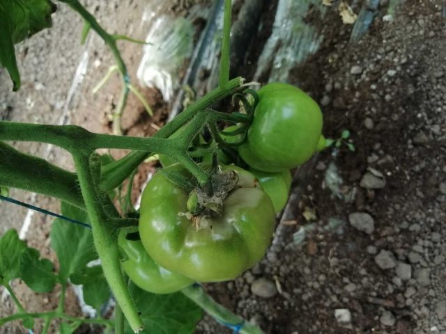Putregaiul cenusiu (Botrytis cinerea) la cultura de tomate