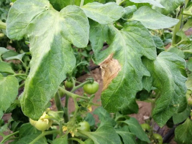 Infectie cu Putregai cenusiu (Botrytis cinerea) la cultura de tomate