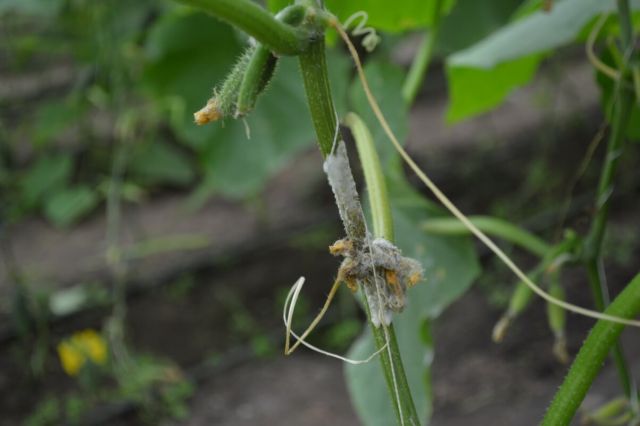 Putregaiul cenusiu (Botrytis cinerea) faciliteaza avortarea la fructele de castraveti