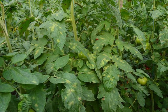 Patarea cafenie pe fata frunzei de tomate