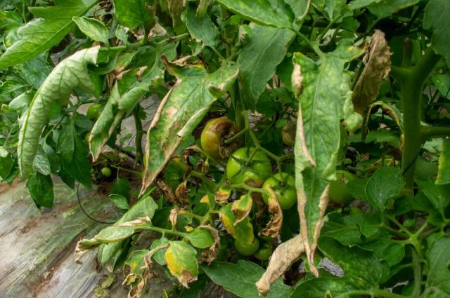 Fructe de tomate atacate de mana