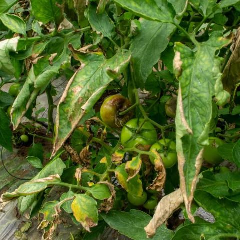 Mana tomatelor - Phytophthora infestans