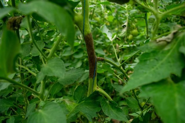 Mana tomatelor ataca si tulpina plantelor