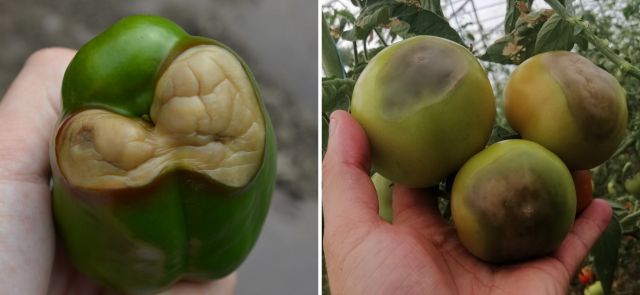 Carenta de calciu la ardei si tomate