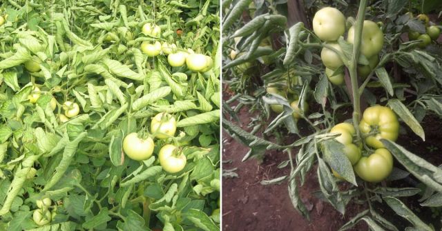Deficit de potasiu la tomatele cu fructe