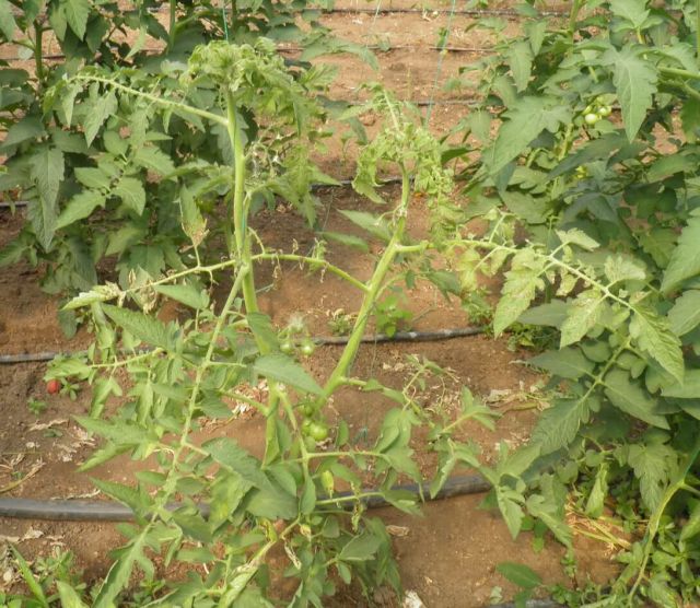 Efectul infectarii cu TSWV la plantele de tomate