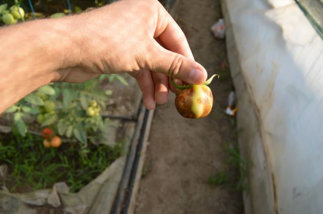 Boala petelor de bronz la fructul de tomate